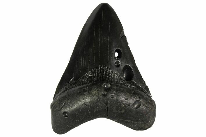Bargain, Fossil Megalodon Tooth - South Carolina #137322
